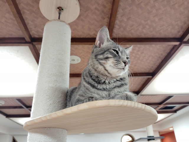 猫カフェ